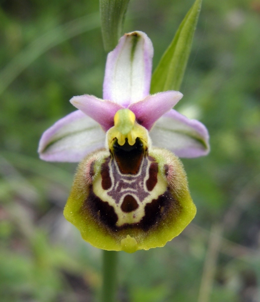 Ophrys delle Mainarde
